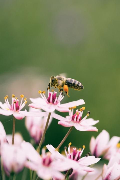 protect pollinator habitats