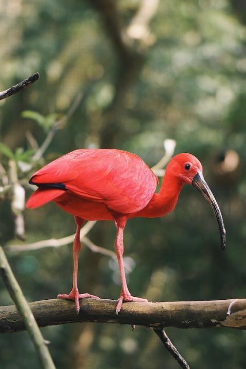 red bird in amazon rainforest Brazil
