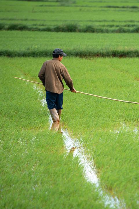 vietnamese rice farmer