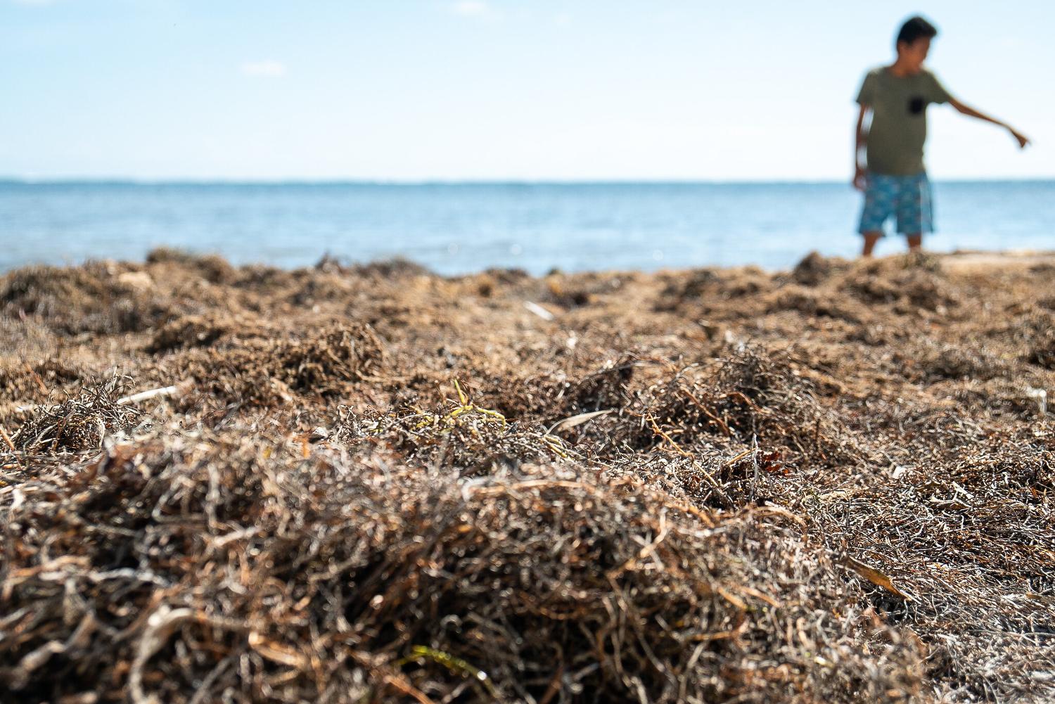 A photo of a boy on a beach in Mexico that is covered in sargassum seaweed.