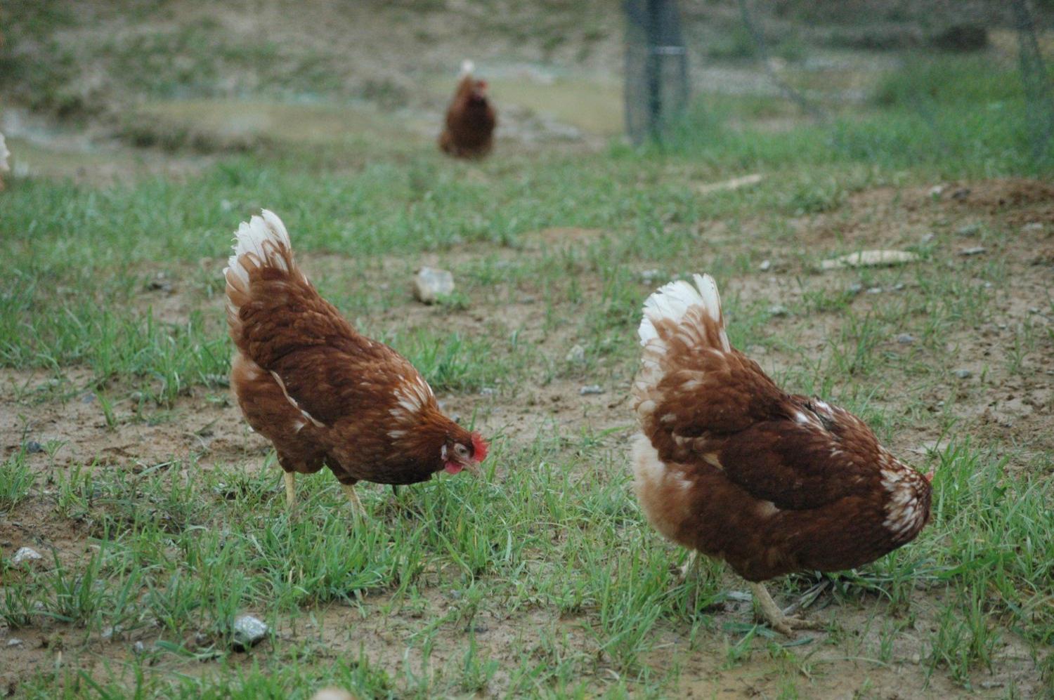 Better Hen Welfare is Simply Good Egg-onomics