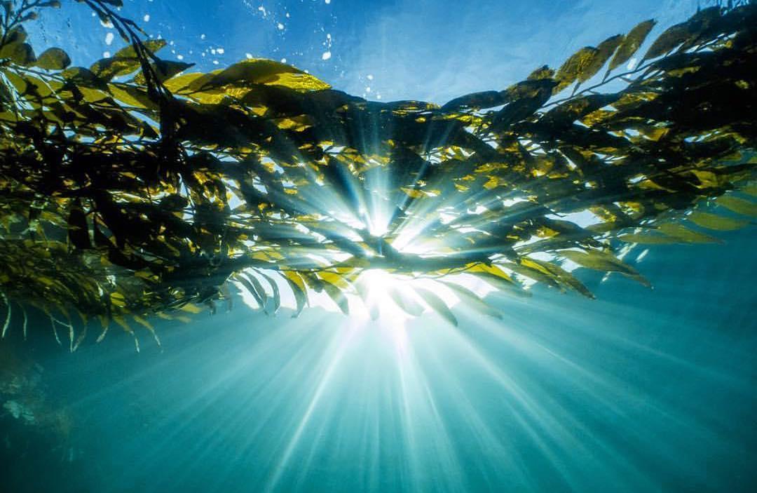 Can Kelp Help Feed the Planet and Save the Oceans?