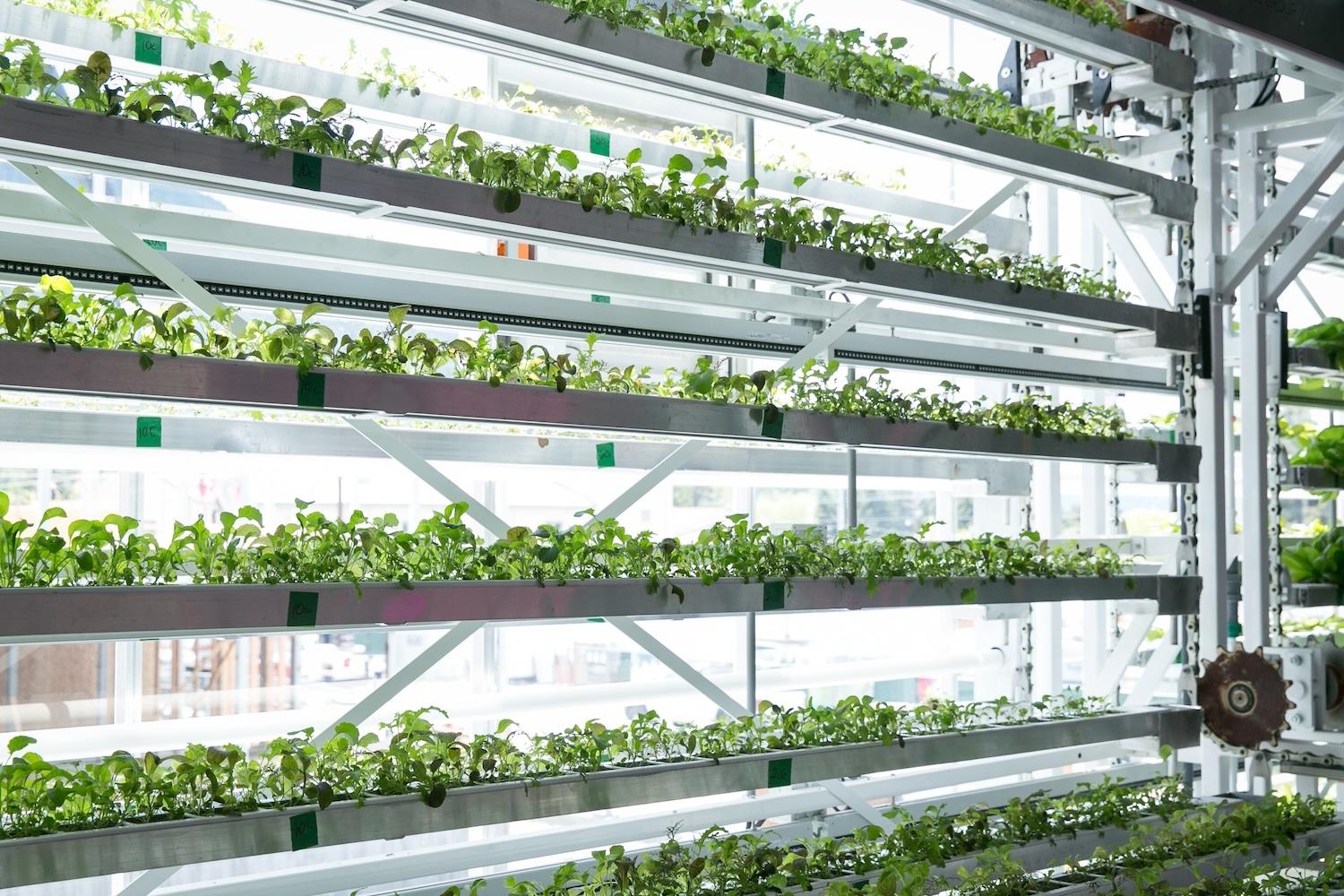 Vertical Farming: New Ventures Rise from the Ashes of Failure