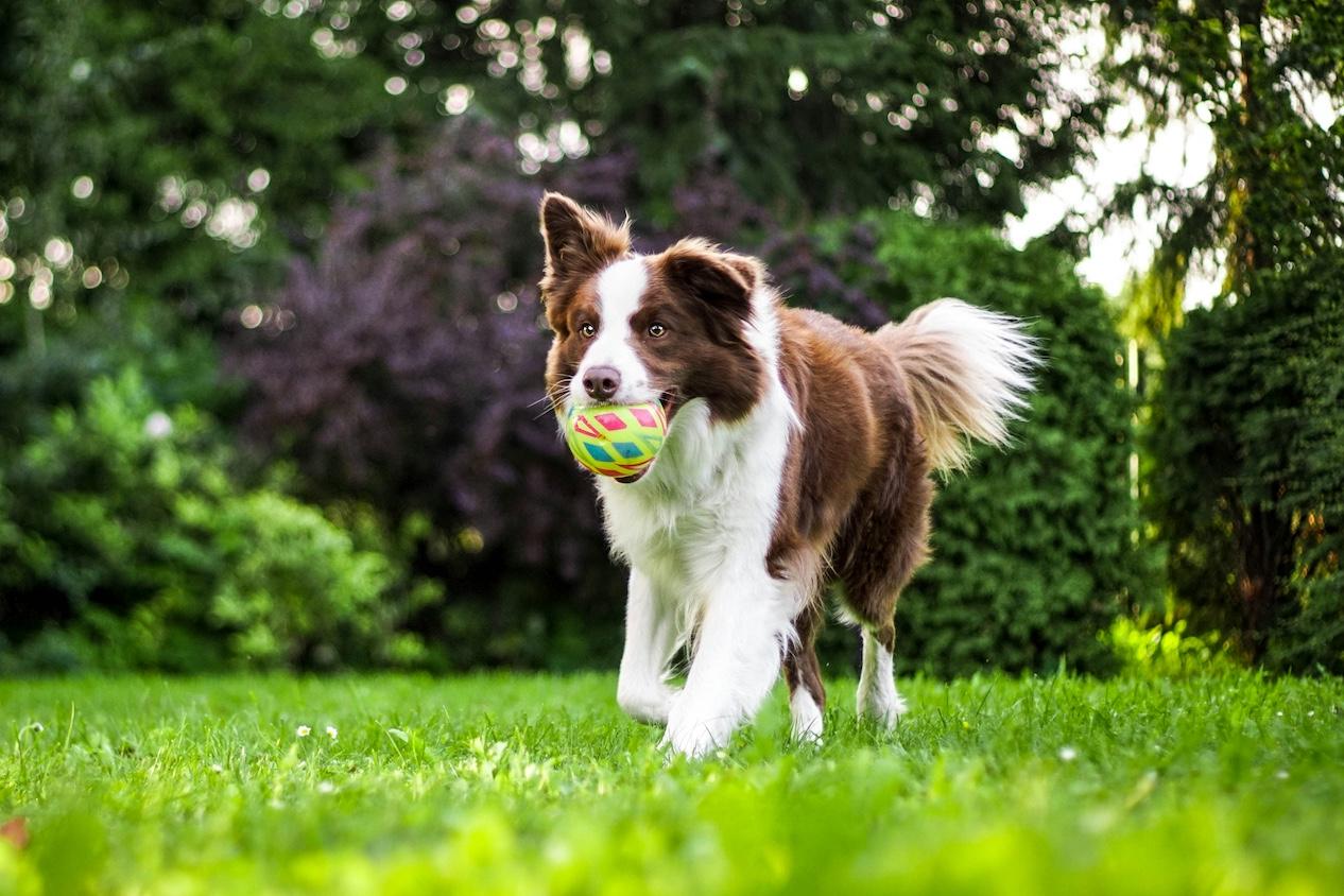 A dog running with a toy in it's mouth — PetSmart