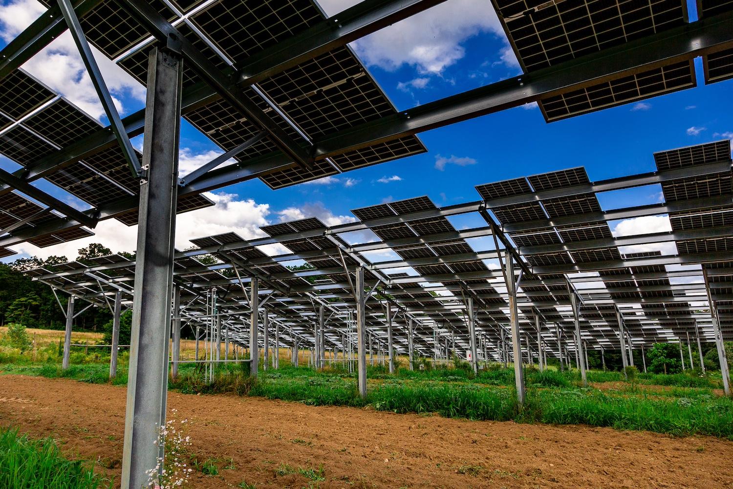 A farm practicing agrivoltaics by growing crops under raised solar panels.