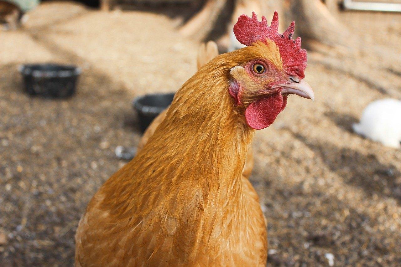 usda-tightens-animal-welfare-rules-for-organic-farms