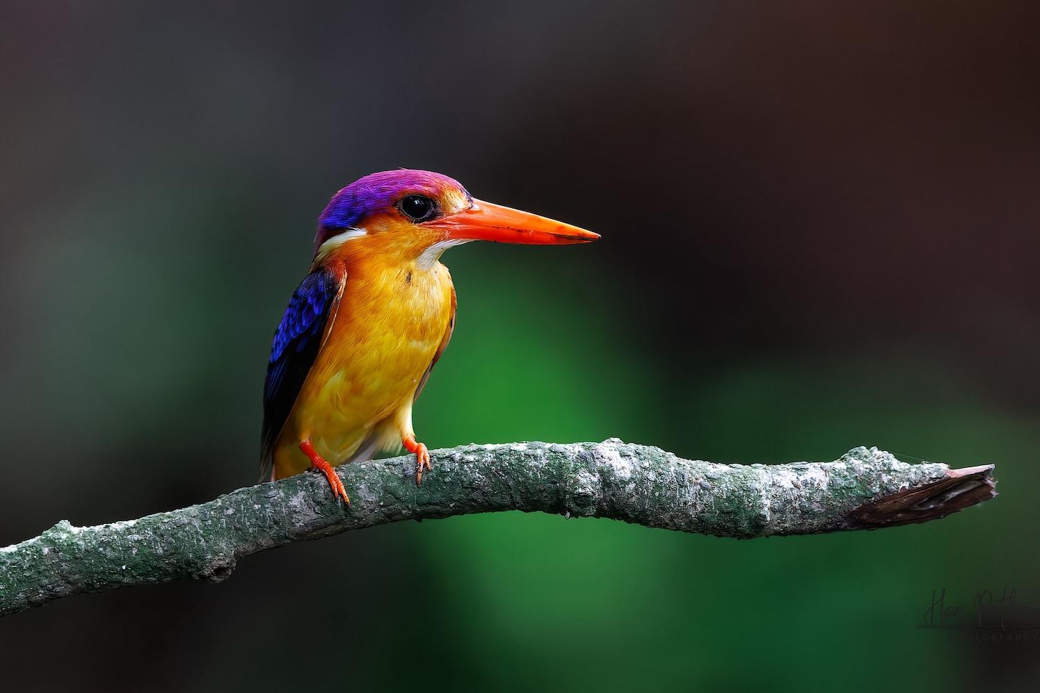 brightly colored kingfisher bird on a branch in a forest in Maharashtra India - paying Indian farmers to conserve forests