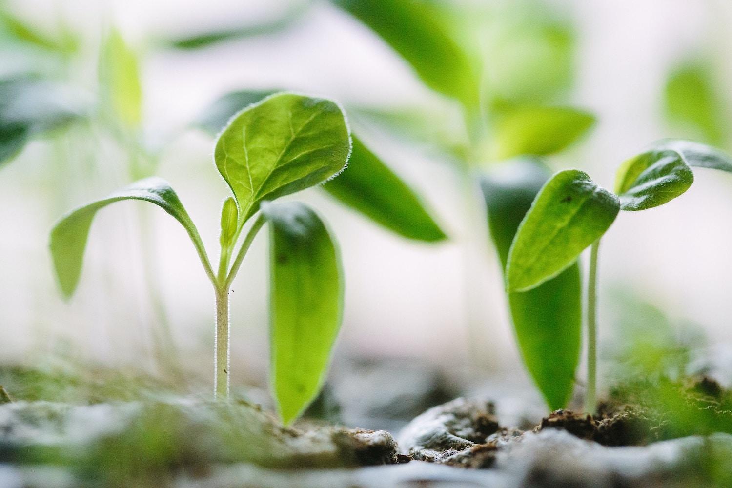 close up of plant seedlings - agriculture - climate-smart agriculture