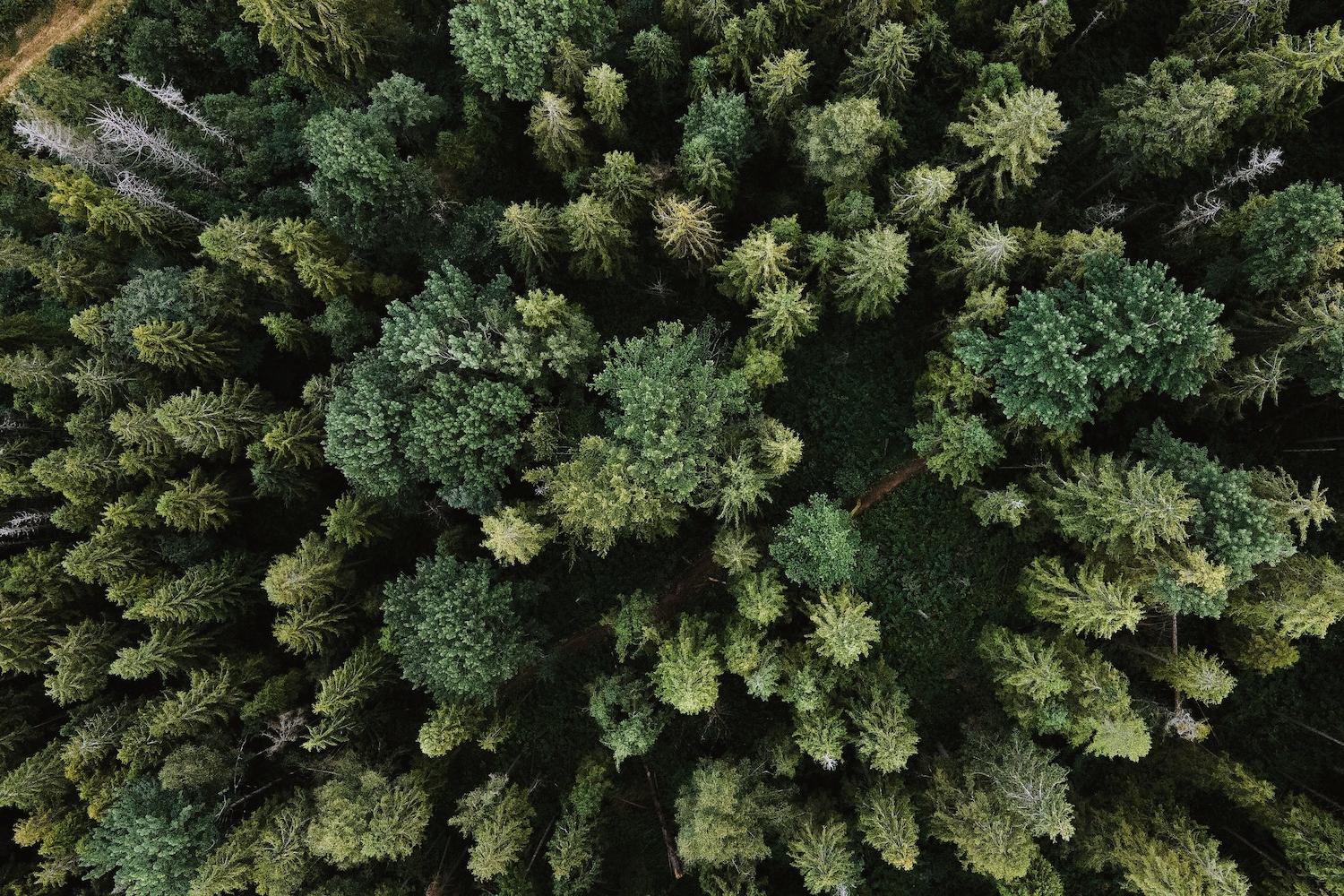 forest aerial shot - wide - tree-planting and reforestation