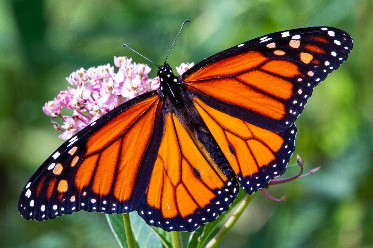 A monarch butterfly on a flower.