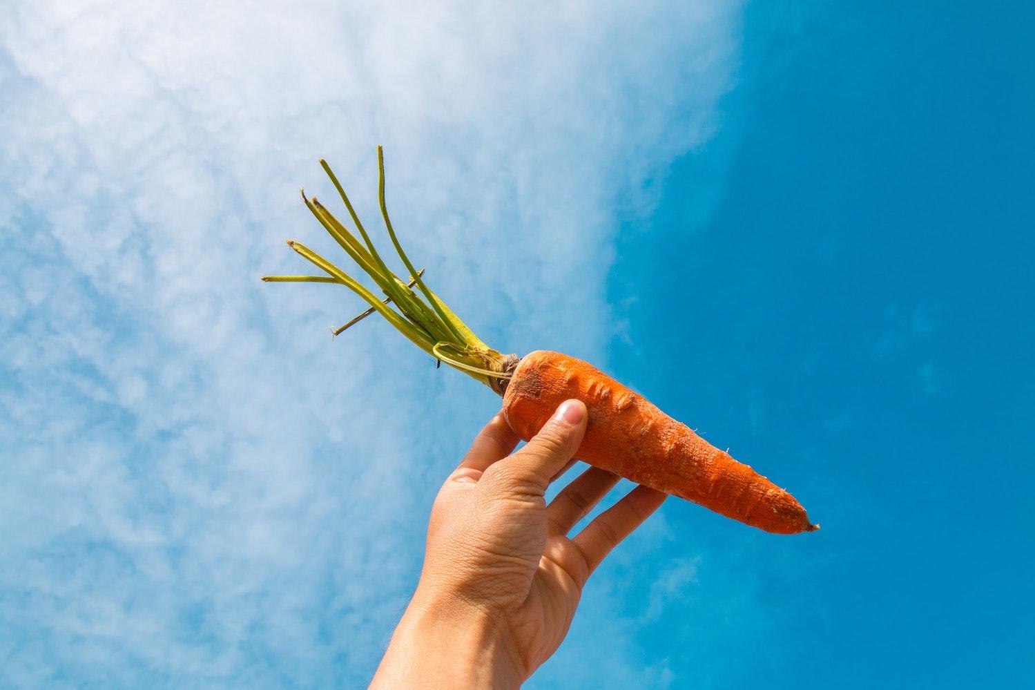 person holding carrot with blue sky background