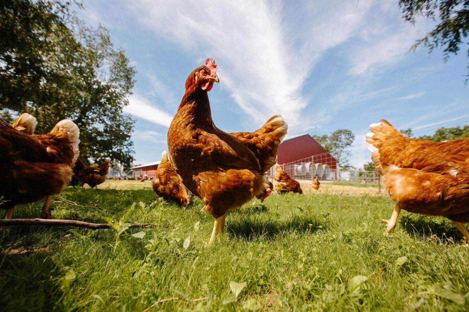 An Industry First: Look Inside the Henhouses at Vital Farms